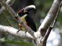 Day03 - 26 * Chestnut-eared Aracari